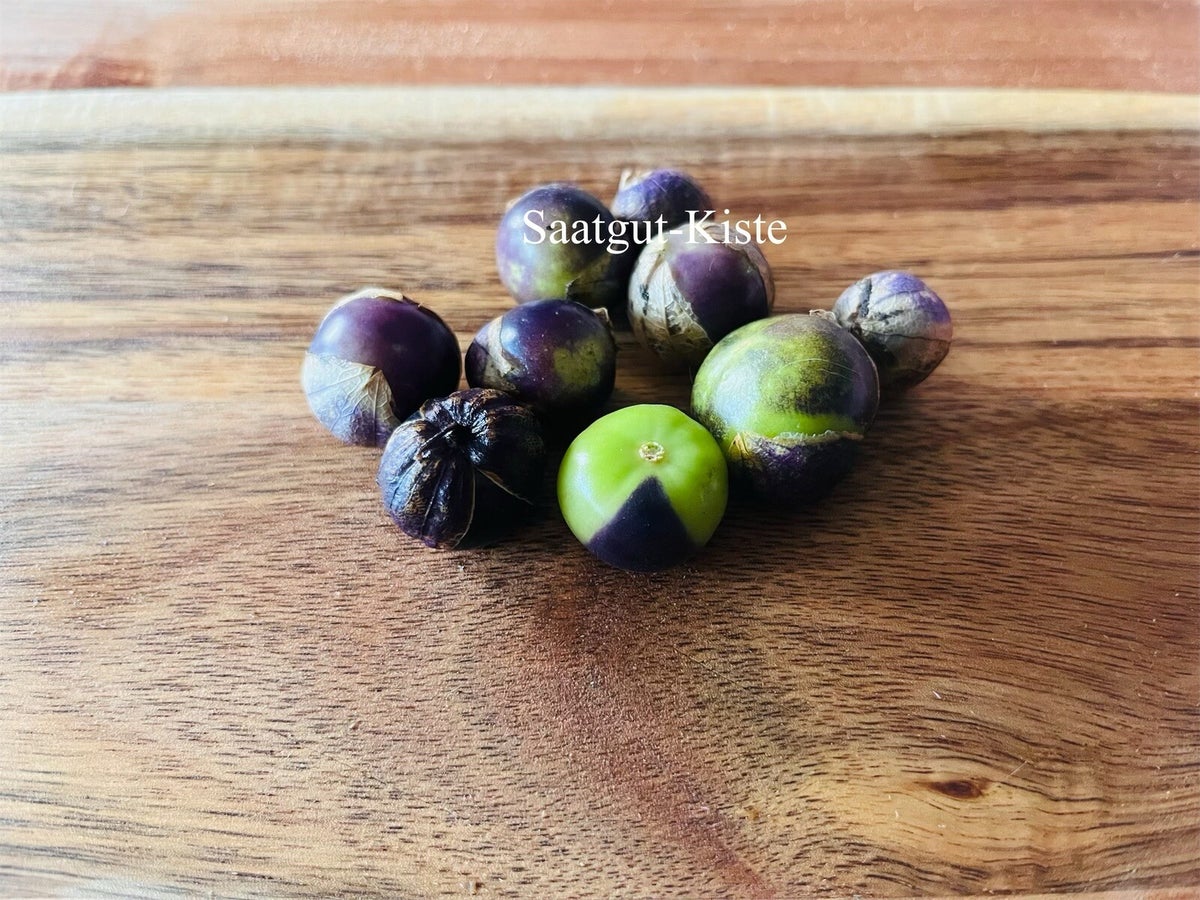 Tomatillo Purple Coban SaatgutKiste