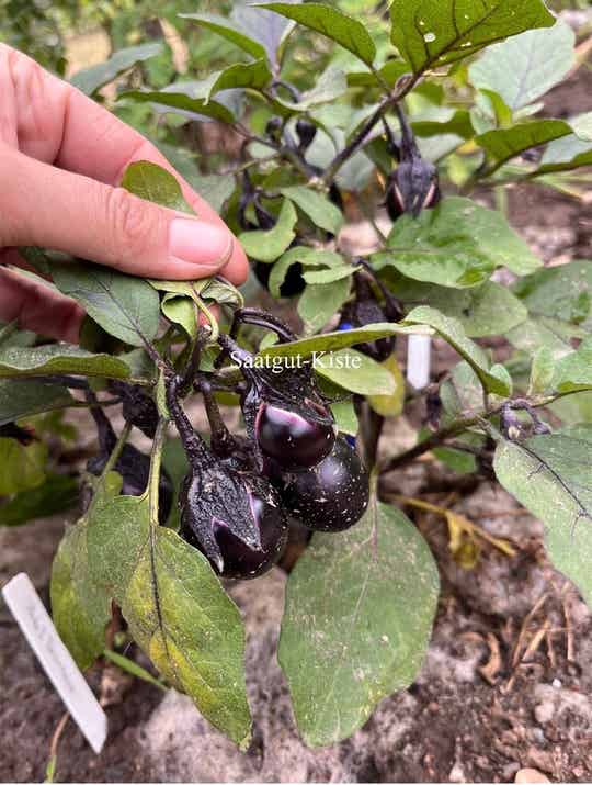 Aubergine Bambino