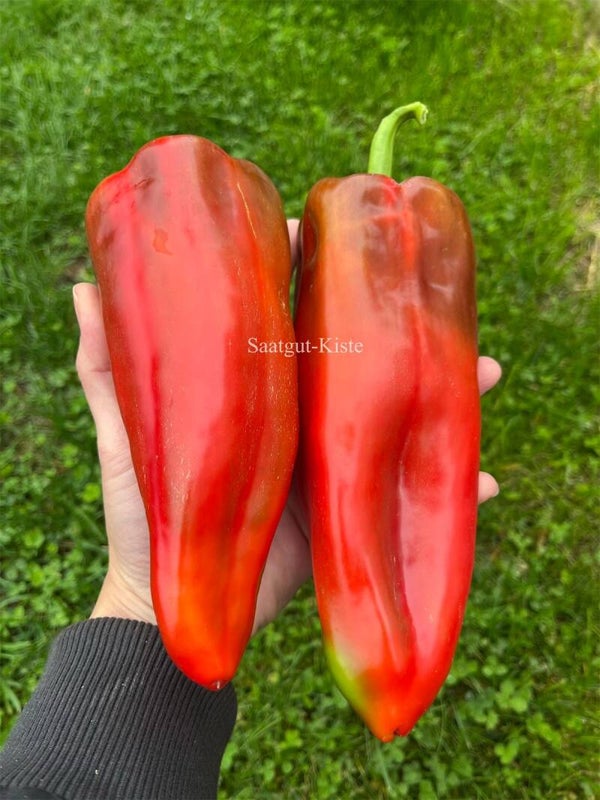 Paprika D`Artagan
