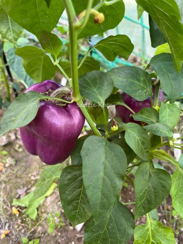 Paprika Iko Iko