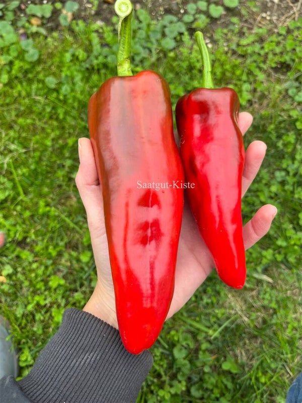 Paprika Buffalo Red