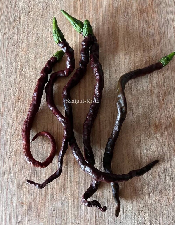 Chili Thunder Cacho Brown