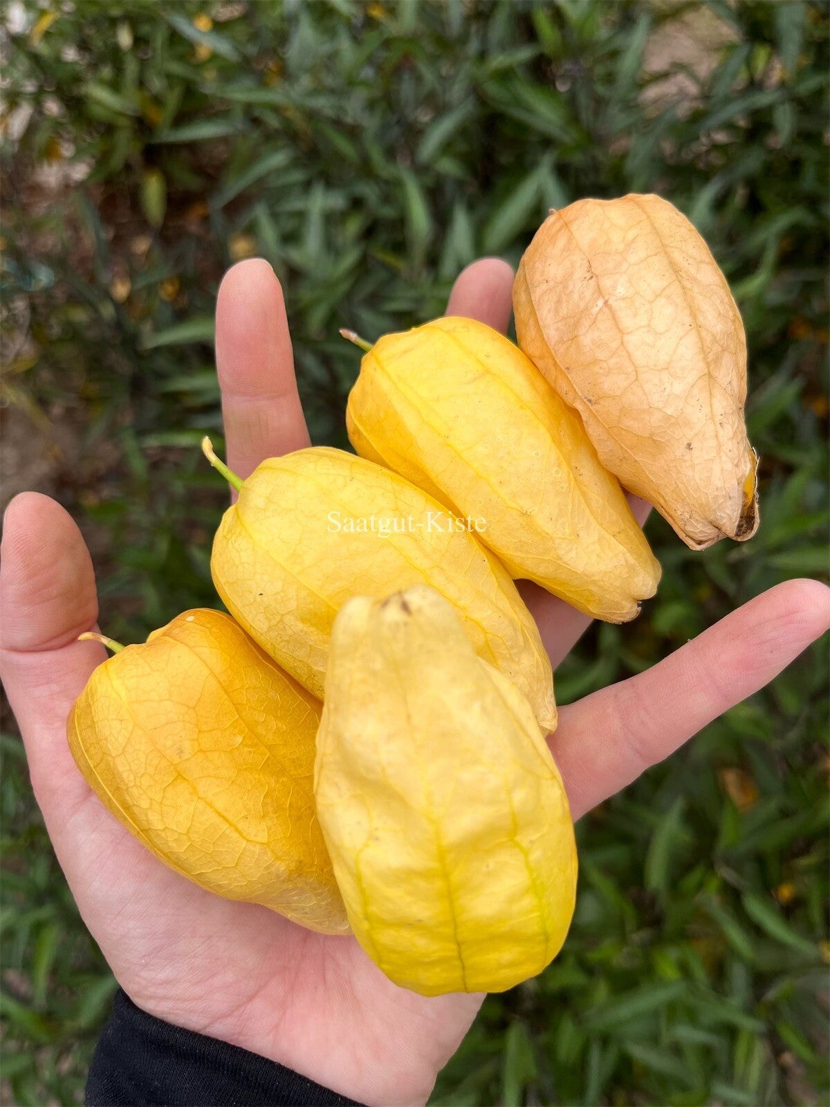Tomatillo Queen of Malinalco