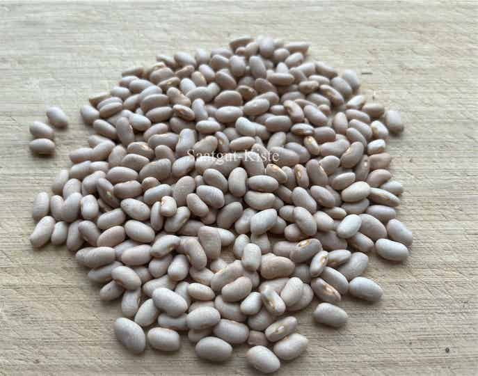 Buschbohne Purple King