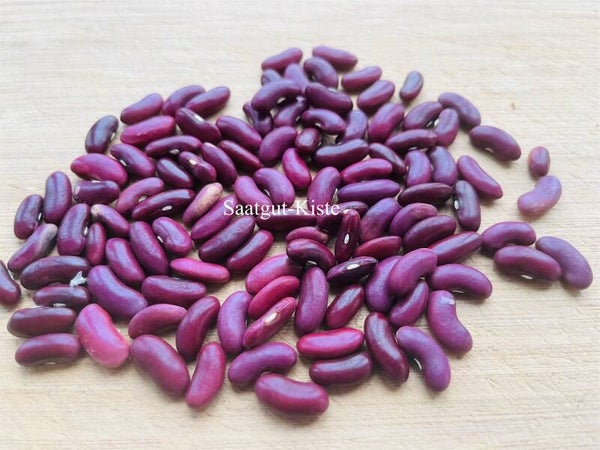 Buschbohne Violette Amalienbohne