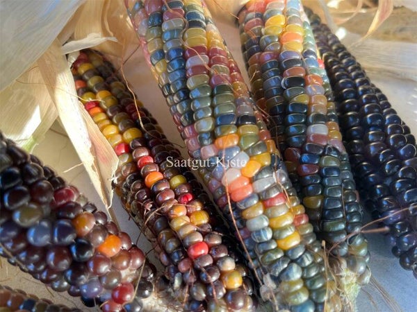 Popcornmais Glass Glem