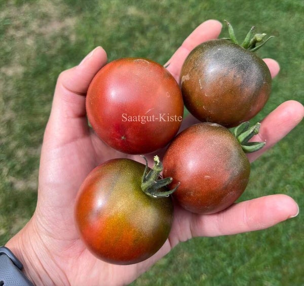 Tomate Marshmallow in Chocolate
