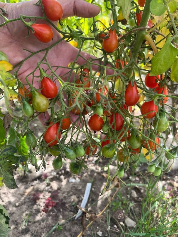 Tomate Dwarf Red Romanian Multiflora (Massenträger)