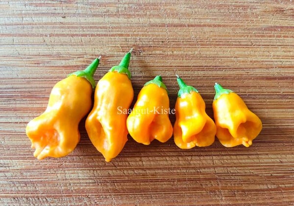 Chili Aji Manadrin ( Schärfe 4)