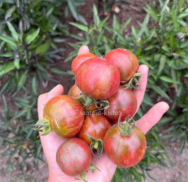 Tomate Violet Jasper