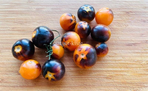 Tomate Supertress Indigo Orange
