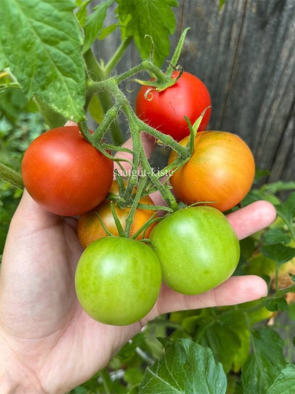 Tomate Lukullus