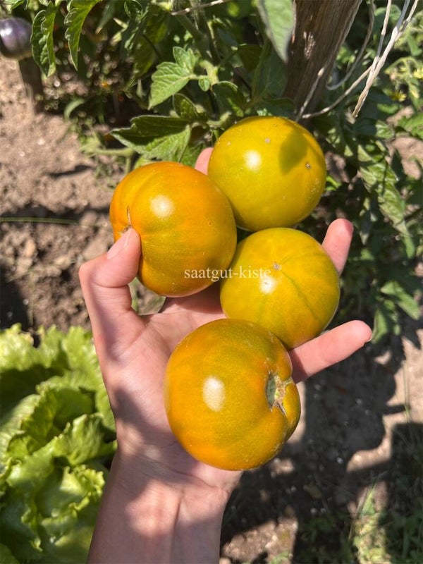 Tomate Golden Green