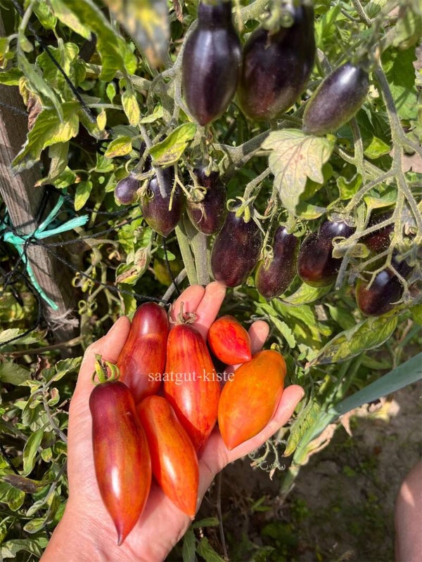 Tomate Antho Pink Panther