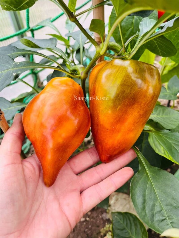 Paprika Rainbow Sun