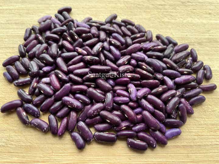 Buschbohne Koronis Purple