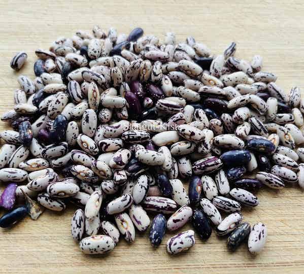 Buschbohne Anellino Di Trento