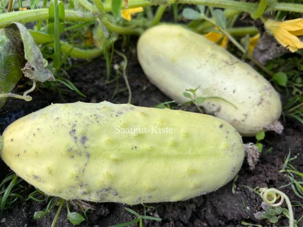 Gurke White Wonder