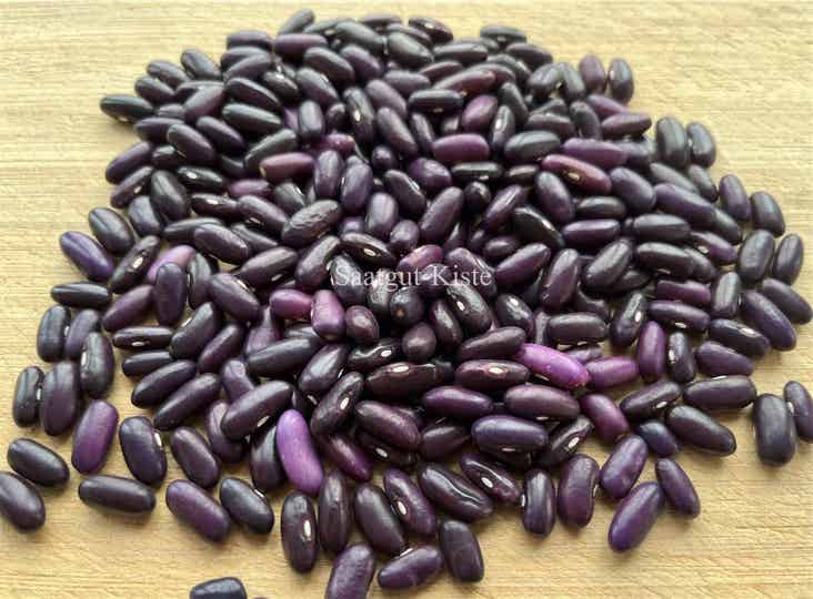 Buschbohne Purple of Madagaskar