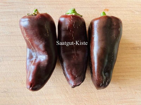 Paprika Randy Sine´s Sweet Chocoloco