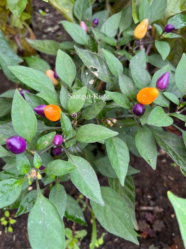 Chili Aurora (Schärfe 7)