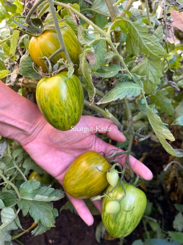 Tomate Märchenelf