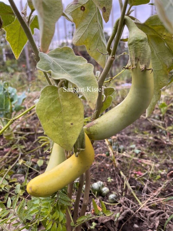 Aubergine Thai Long Green