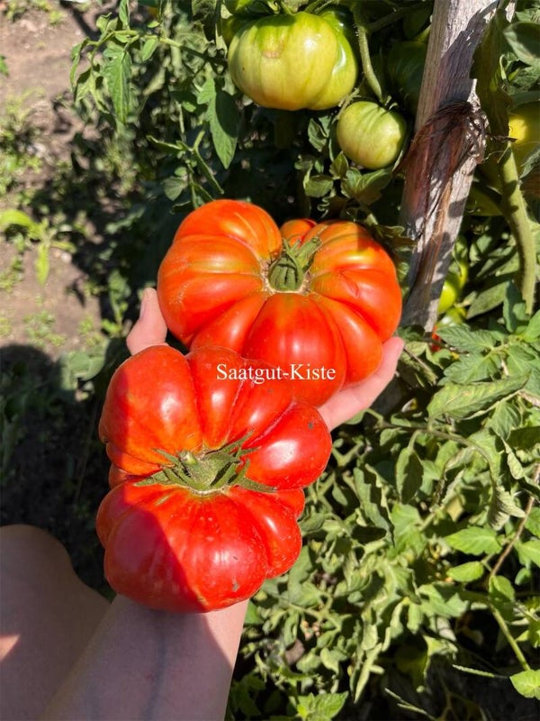 Tomate Riccio di Parma