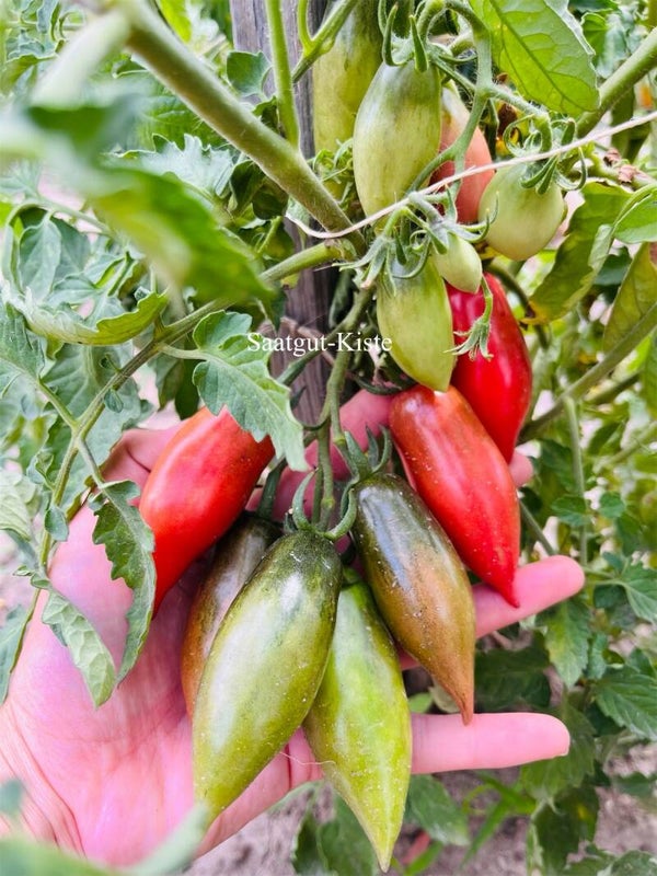 Tomate Slivka Gurman