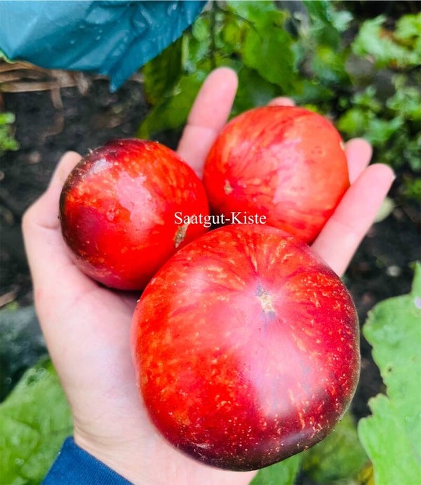 Tomate The Musketeers