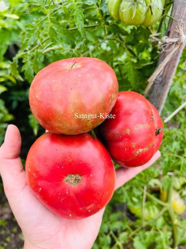 Tomate Zapotec