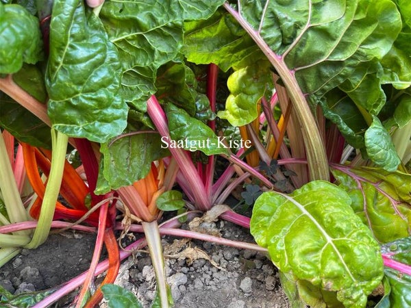 Stielmangold mehrfarbig