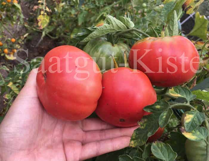 Tomate Mortgage Lifter