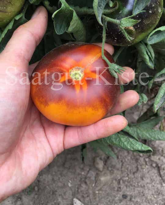 Tomate Lucid Gem