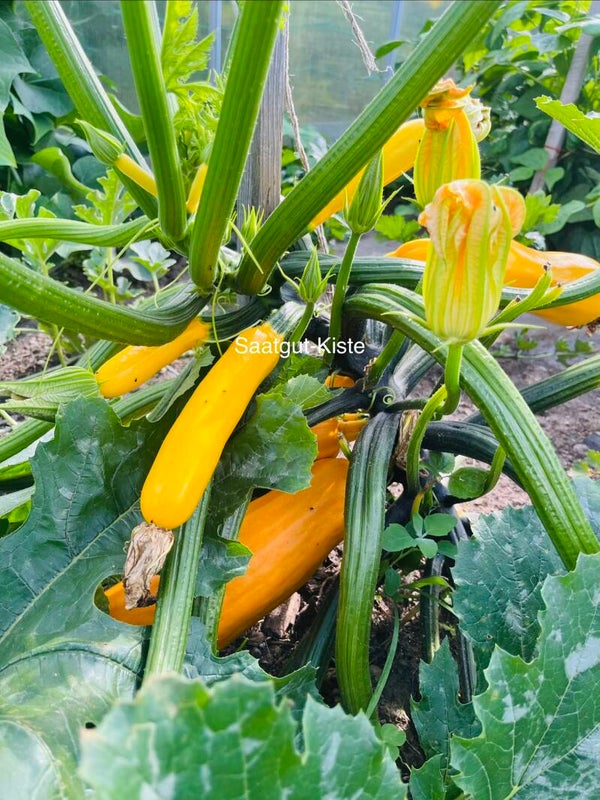 Zucchini Golden Rush