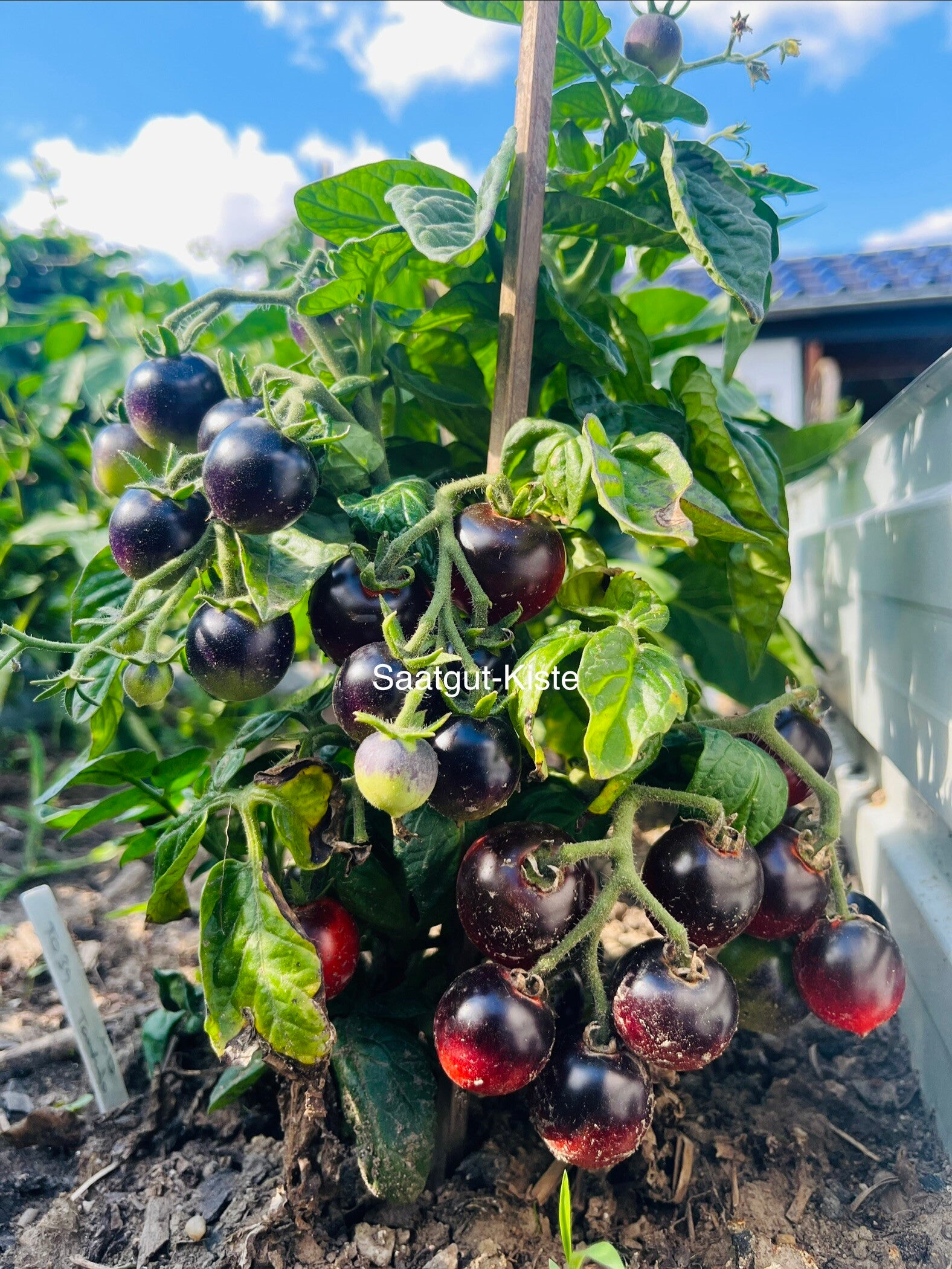 Tomate Tartufo Micro Dwarf