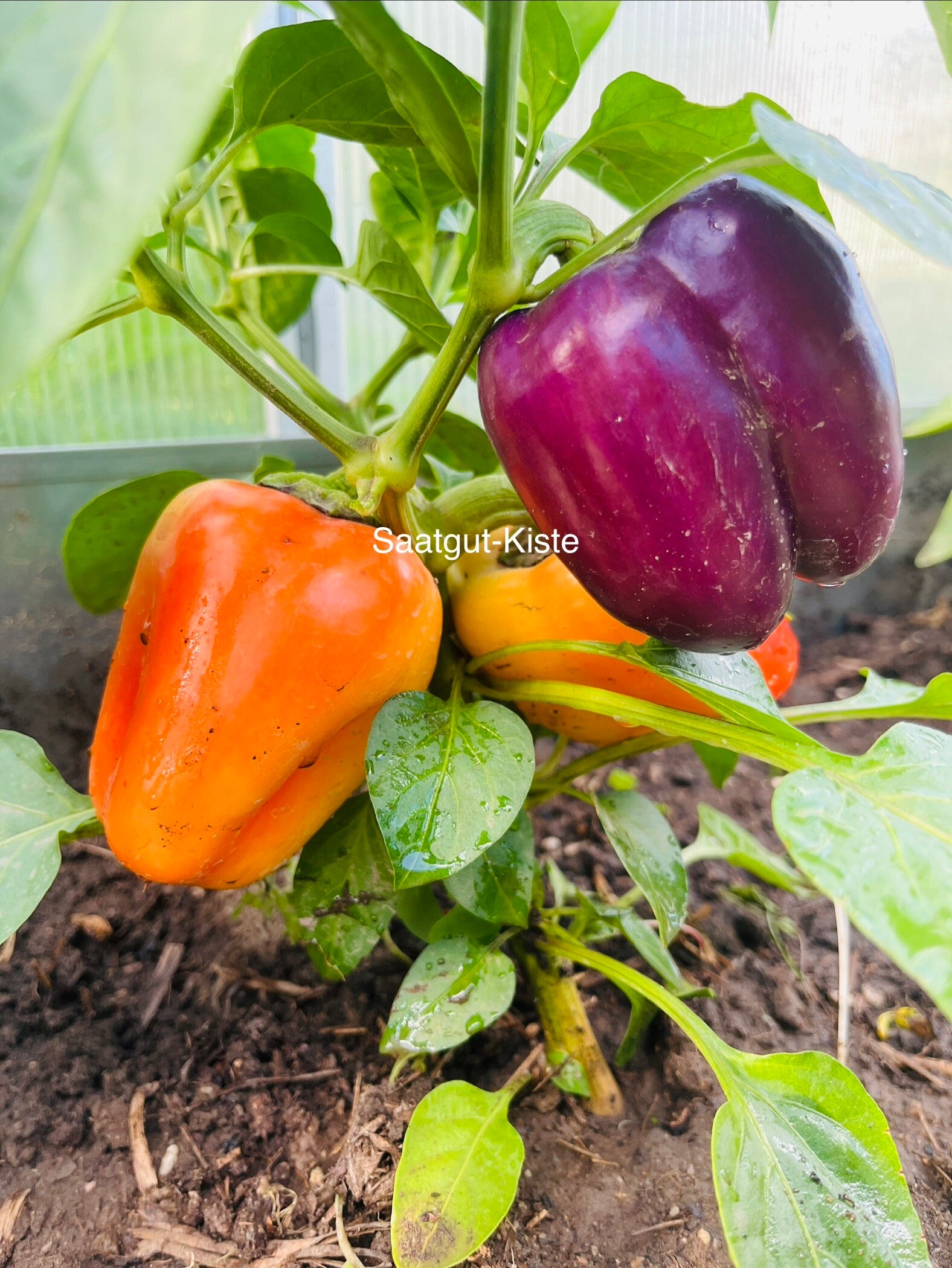 Paprika Iko Iko