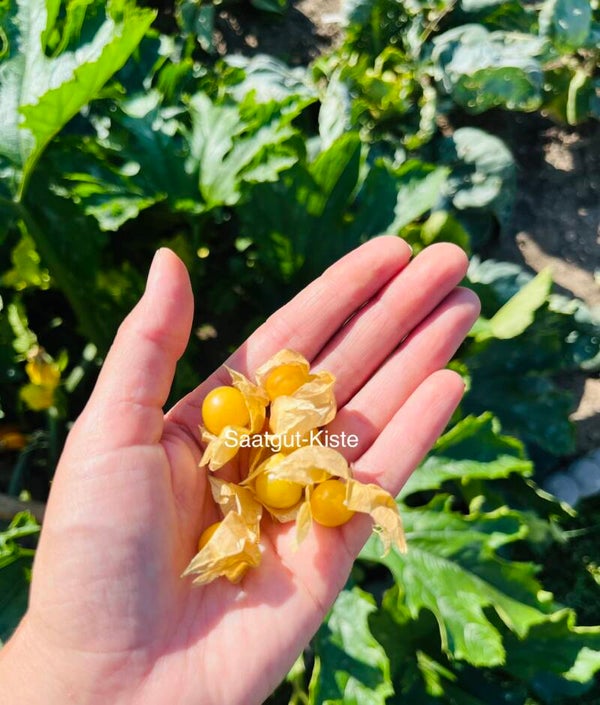 Ananaskirsche (Physalis Pruinosa)