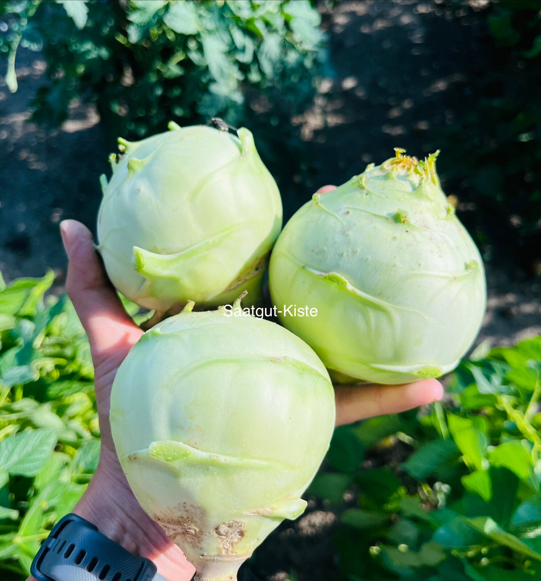 Kohlrabi Vienna Bianco