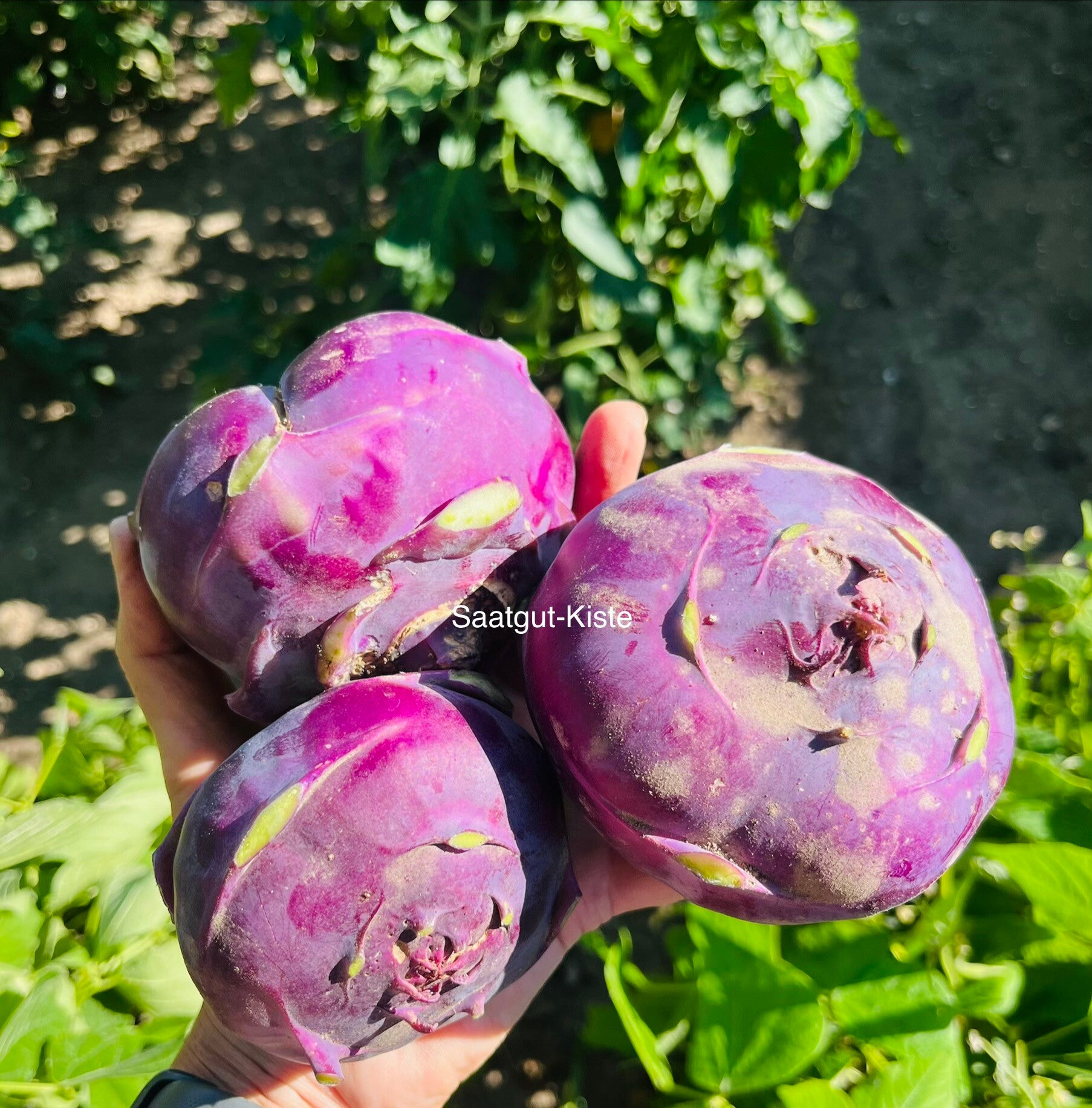 Kohlrabi Purple Vienna