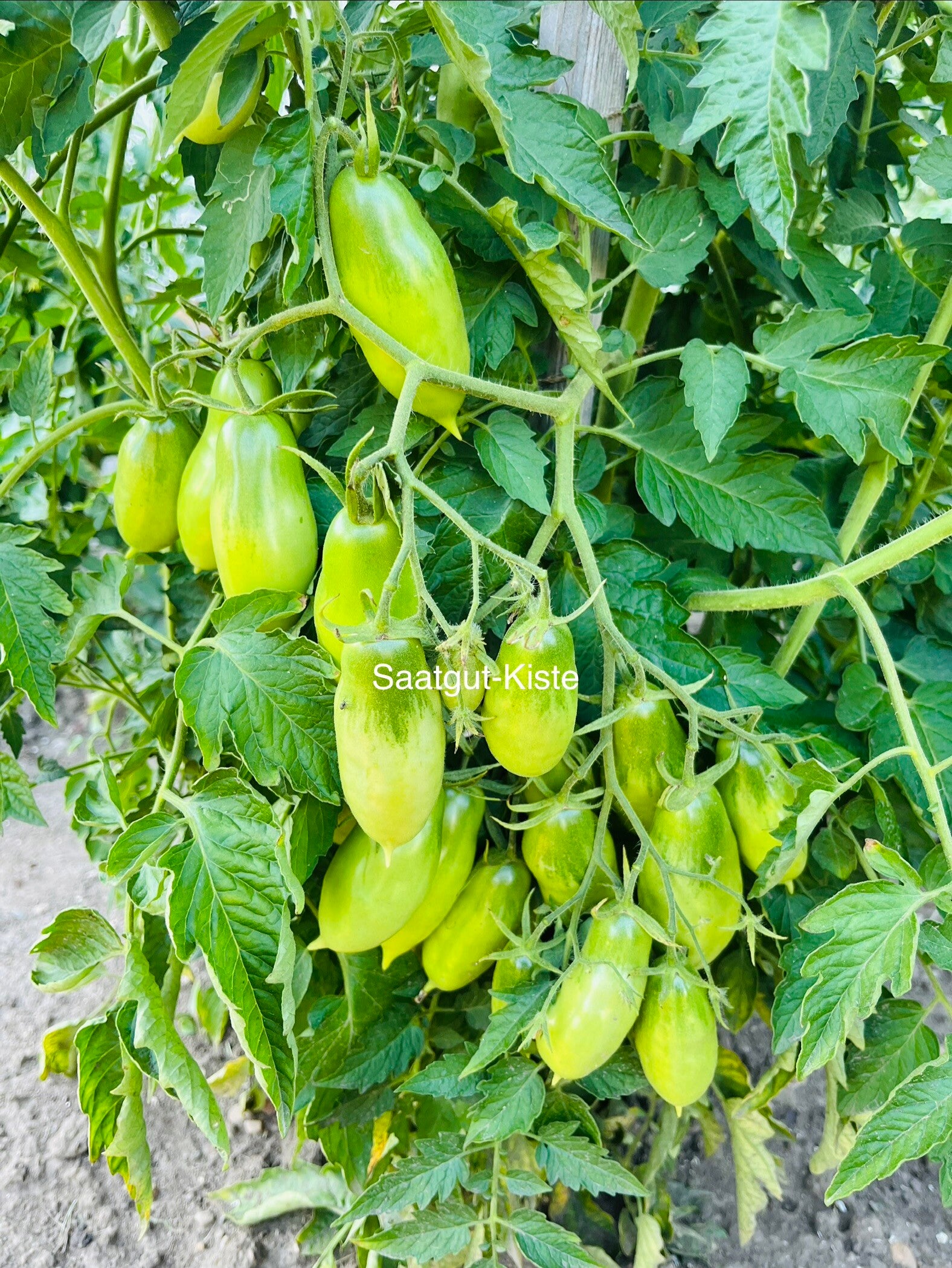 Tomate Eiszapfen (Massenträger)