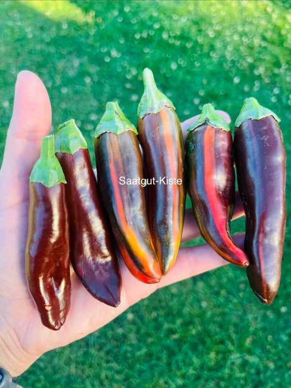 Paprika Candy Cane Long Chocolate (panaschiert)