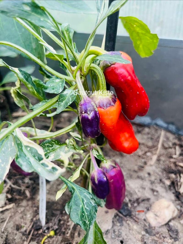 Paprika Perola Aurora (panaschiert, freilandgeeignet)