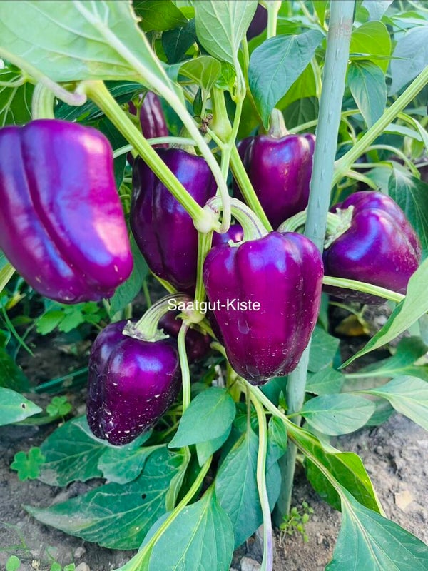Paprika Oda