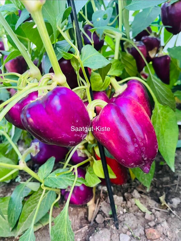 Paprika Mystic (freilandgeeignet)
