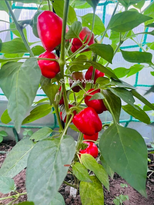 Paprika Merino (freilandgeeignet)