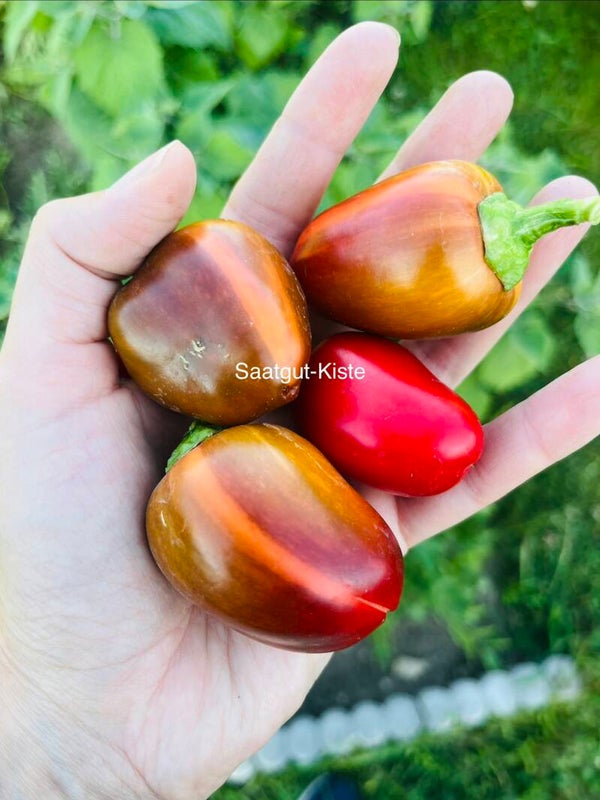 Paprika Variegated Mini Bell (panaschiert, freilandgeeignet)