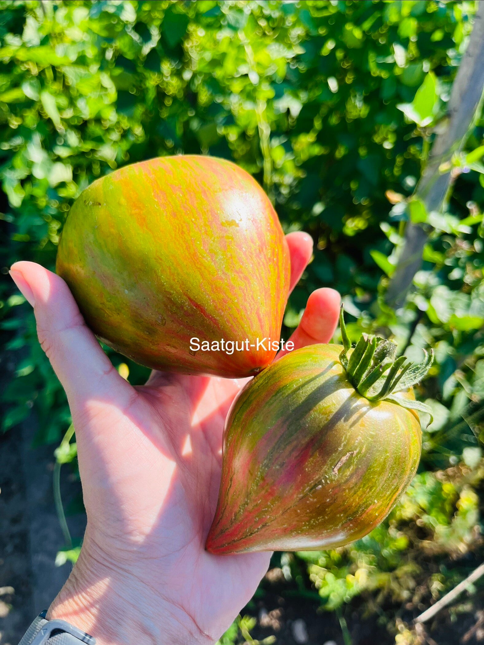 Tomate Magic Rainbow
