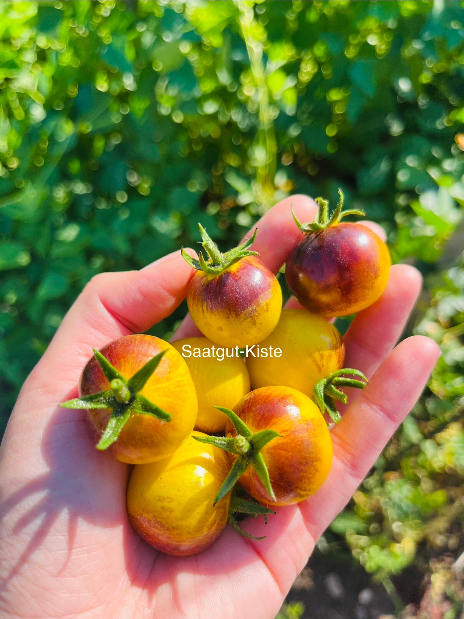 Tomate Awesome Emma