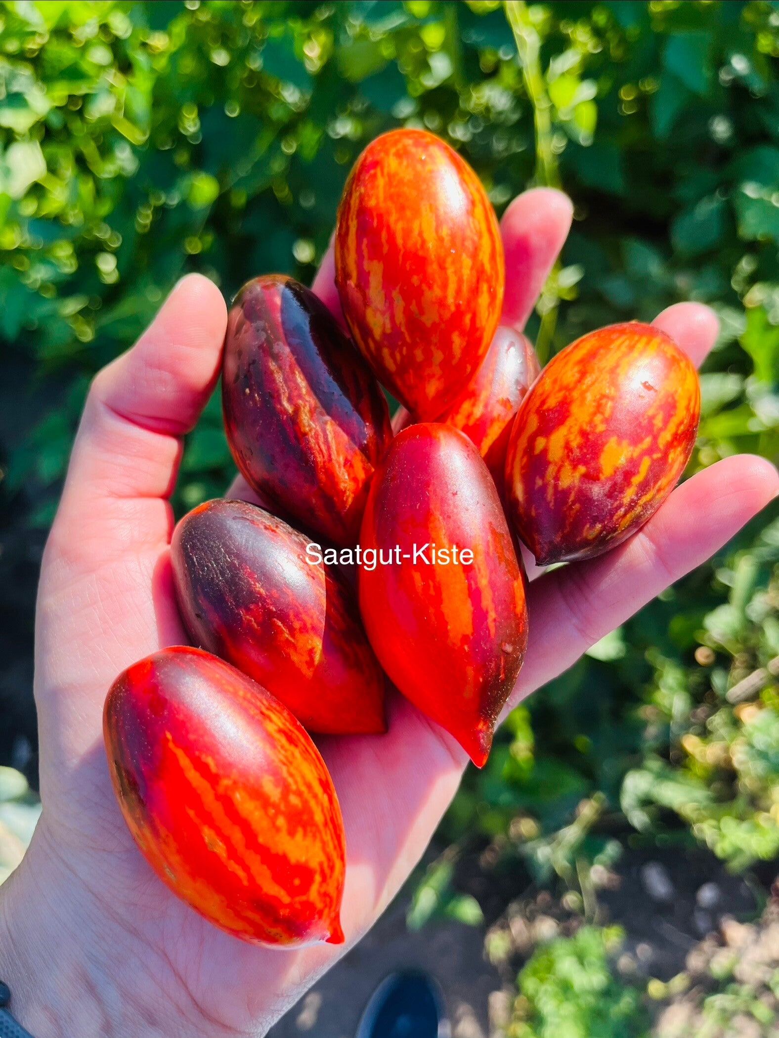 Tomate Kleiner Anthon Micro Dwarf